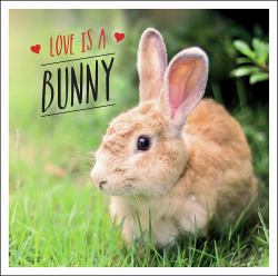 Love Is a Bunny : A Bun-Derful Celebration of the World's Cutest Rabbits