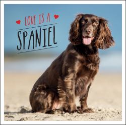 Love Is a Spaniel : A Dog-Tastic Celebration of the World's Most Lovable Breed