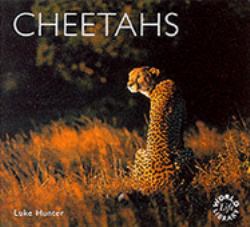 Cheetahs