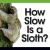 How Slow Is a Sloth?