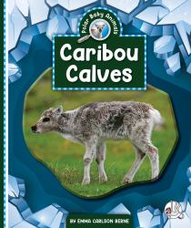 Caribou Calves