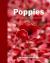 Poppies : Blood Swept Lands and Seas of Red