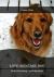 Love and Care Dog : Skills of Becoming a Good Dog Trainer