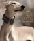 Spirit of the Dog : An Illustrated History