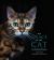 The Beauty of the Cat : An Illustrated History