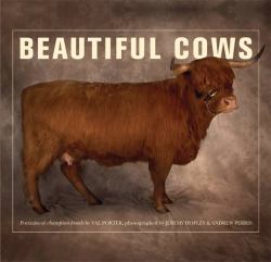 Beautiful Cows