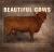 Beautiful Cows Beautiful Cows
