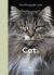 New Photography of the Cat