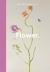 New Photography of the Flower