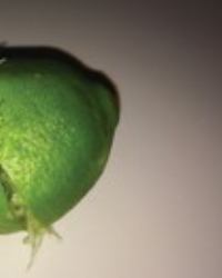 Fighting Boredom with Daydreaming