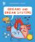 Organs and Organ Systems Organs and Organ Systems