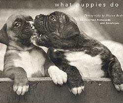 What Puppies Do Deluxe Notecards : 20 Assorted Notecards and Envelopes