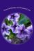 Verses for Birthday and Christmas Cards : 65 Rhyming Poems for Use in Card Making