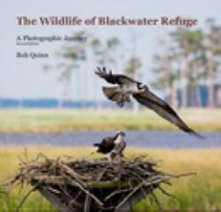 The Wildlife of Blackwater Refuge