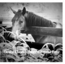 Ocala Thoroughbred Farms Tour