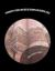 Synchronicity in Spheres: Confluences of Centripetal and Centrifugal Forces : A Conch's Pencil Refuels