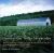 Connecticut Valley Vernacular : The Vanishing Landscape and Architecture of the New England Tobacco Fields