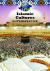 Islamic Culture in the Middle East