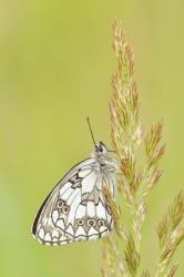 Friendly Butterfly