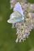 Ice Blue Butterfly Ice Blue Butterfly