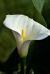 Calla Calla