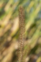 Bamboo Grass