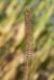 Bamboo Grass Bamboo Grass