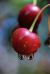 Cherry Cherry