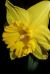 Daffodil Daffodil