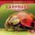 Ladybugs up Close