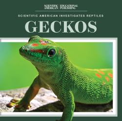 Geckos