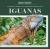 Iguanas