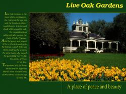 Orphan Train to Louisiana : From Bassinet to Bayou Country