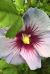 Purple White Flower Purple White Flower