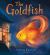 The Goldfish The Goldfish
