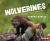 Wolverines : Nature's Cleanup Crew
