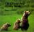 Grizzly Bear Family Book Grizzly Bear Family Book