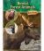 Boreal Forest Animals