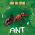 Ant Ant