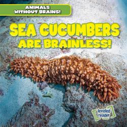 Sea Cucumbers Are Brainless!