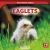 Eaglets