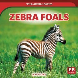 Zebra Foals