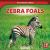 Zebra Foals Zebra Foals