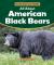 All about American Black Bears All about American Black Bears