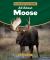 All about Moose All about Moose
