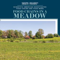 Food Chains in a Meadow