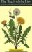 Teeth of the Lion : The Story of the Beloved and Despised Dandelion