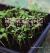 The Home Guide to Gardening Techniques