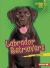 Labrador Retrievers Labrador Retrievers