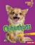Chihuahuas Chihuahuas